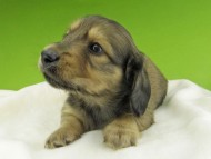 Kaninchen-Dachshund7445 Kaninchen-Dachshund7445