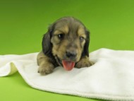 Kaninchen-Dachshund7458 Kaninchen-Dachshund7458