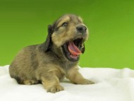 Kaninchen-Dachshund7482 Kaninchen-Dachshund7482