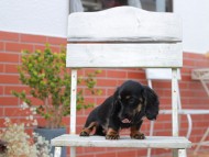 Kaninchen-Dachshund749