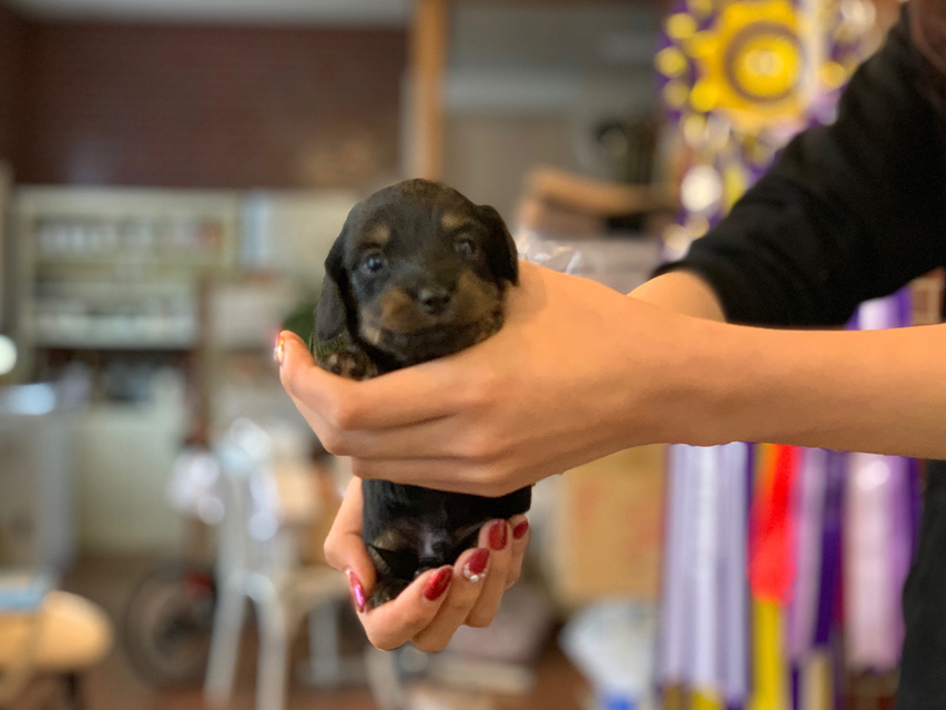 カニンヘン ダックスフンド ピノ & ブルースの子犬 ブラックイエロー（ブラッククリーム） 男の子