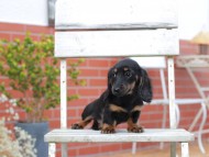 Kaninchen-Dachshund752