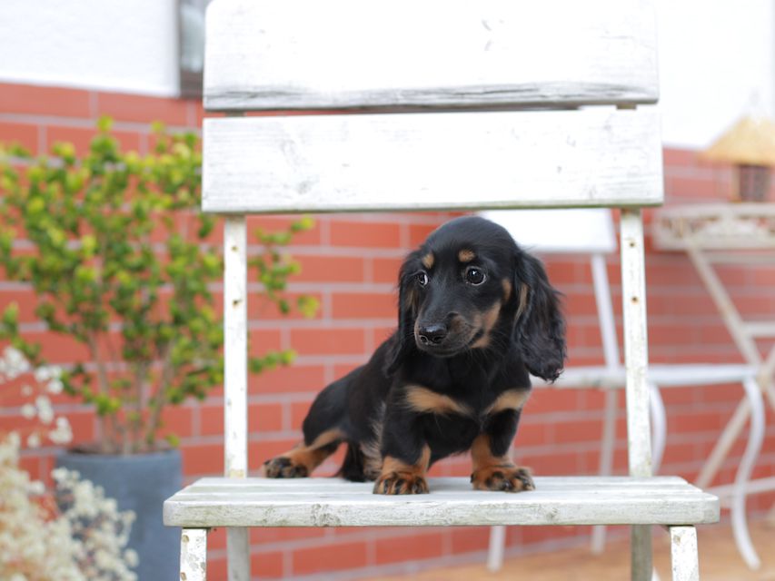 ミニチュアダックスフンドローリー & ジェットの子犬 ブラタン 女の子（1）