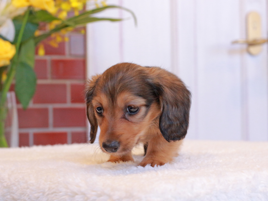 カニンヘン ダックスフンド トマト & ボノの子犬 レッド 男の子