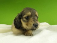 Kaninchen-Dachshund7539 Kaninchen-Dachshund7539