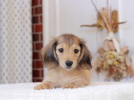 Kaninchen-Dachshund755