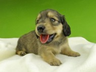 Kaninchen-Dachshund7554 Kaninchen-Dachshund7554