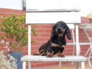 Kaninchen-Dachshund757