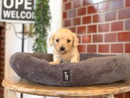 Kaninchen-Dachshund7