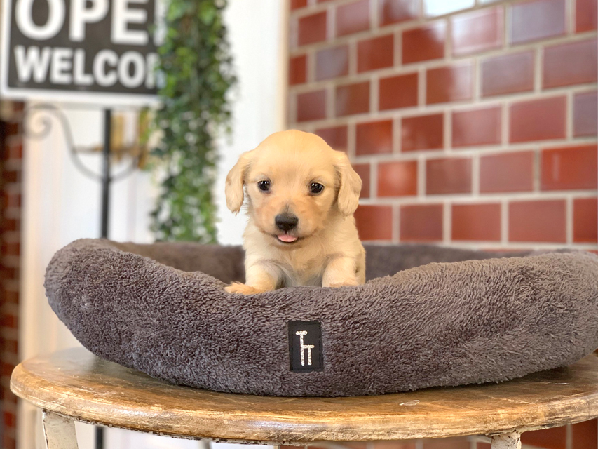 カニンヘン ダックスフンド まめ & 竹千代CHの子犬 イエロー（クリーム） 男の子