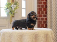 Kaninchen-Dachshund760