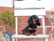 Kaninchen-Dachshund760