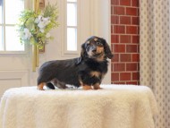 Kaninchen-Dachshund762