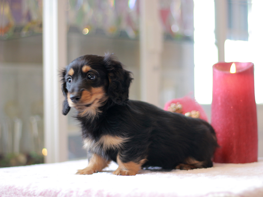 ミニチュアダックスフンド ララ & ボノの子犬 ブラタン 男の子Kaninchen-Dachshund767 ミニチュアダックスフンド ララ & ボノの子犬 ブラタン 男の子
