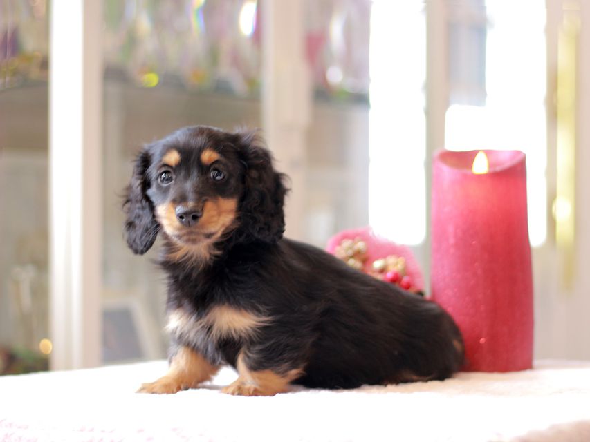ミニチュアダックスフンド ララ & ボノの子犬 ブラタン 男の子Kaninchen-Dachshund769 ミニチュアダックスフンド ララ & ボノの子犬 ブラタン 男の子