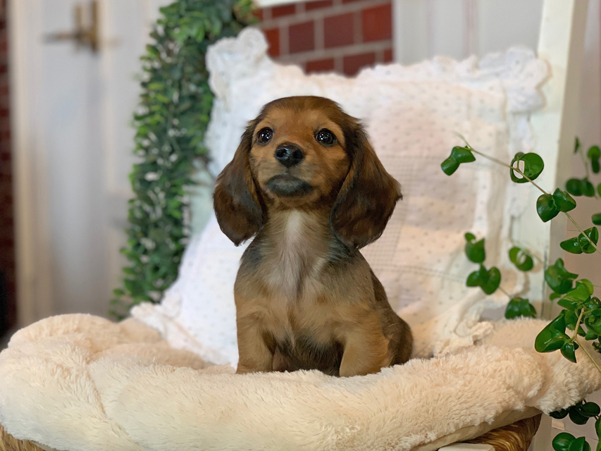 カニンヘン ダックスフンド カノア & ジムダンディの子犬 シェーデットレッド 女の子Kaninchen-Dachshund77 カニンヘン ダックスフンド カノア & ジムダンディの子犬 シェーデットレッド 女の子