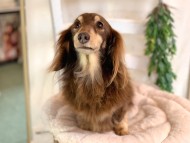 Kaninchen-Dachshund77