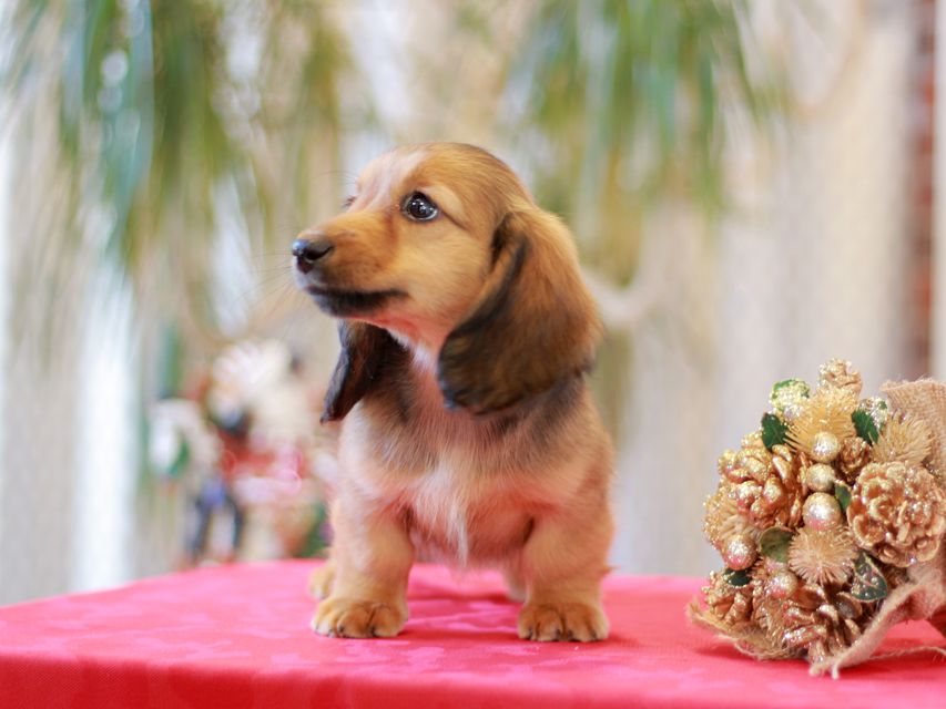 ミニチュア ダックスフンド ローリー & ジェットの子犬 レッド 女の子