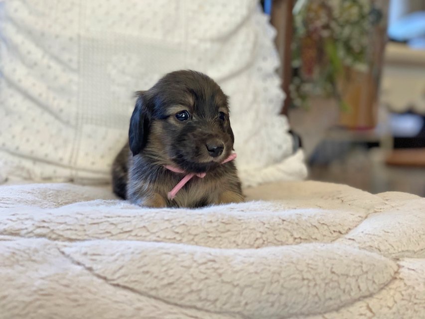 カニンヘン ダックスフンド ひなプリ & ナイトの子犬 シェーデットイエロー(シェーデットクリーム) 女の子(1)Kaninchen-Dachshund77 カニンヘン ダックスフンド ひなプリ & ナイトの子犬 シェーデットイエロー(シェーデットクリーム) 女の子(1)