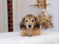 Kaninchen-Dachshund772