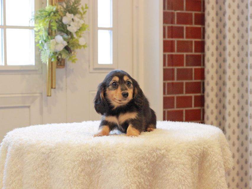 カニンヘン ダックスフンド ジル & ナイトの子犬 ブラックイエロー（ブラッククリーム） 女の子