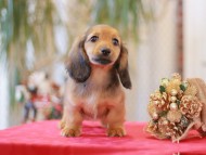 Kaninchen-Dachshund775