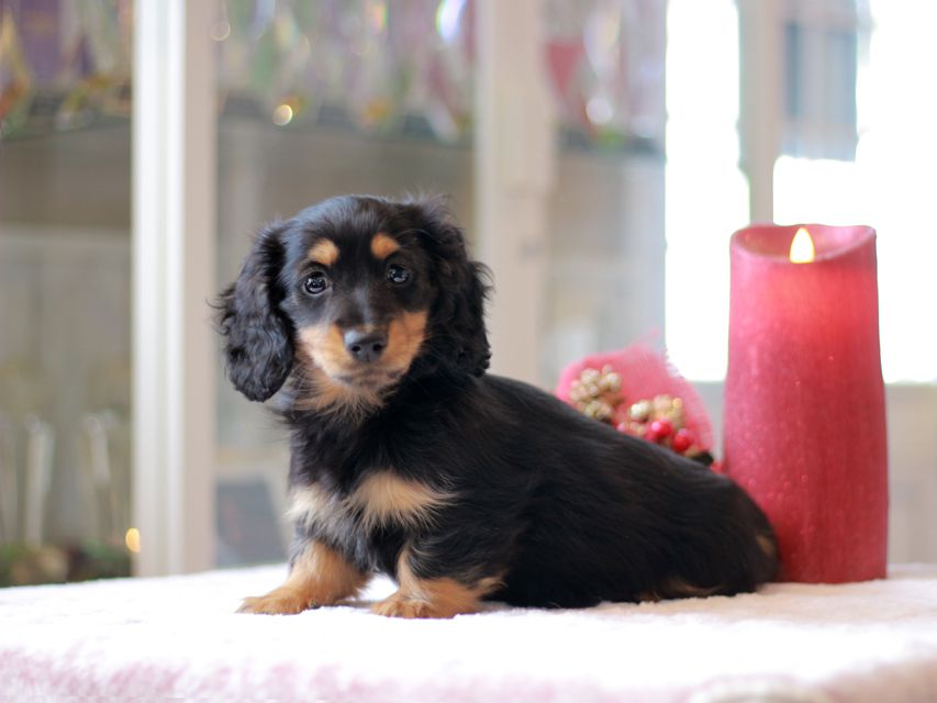 ミニチュアダックスフンド ララ & ボノの子犬 ブラタン 男の子Kaninchen-Dachshund775 ミニチュアダックスフンド ララ & ボノの子犬 ブラタン 男の子