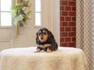 Kaninchen-Dachshund776