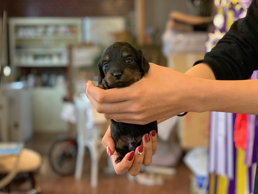 カニンヘン ダックスフンド ピノ & ブルースの子犬 ブラックイエロー（ブラッククリーム） 男の子