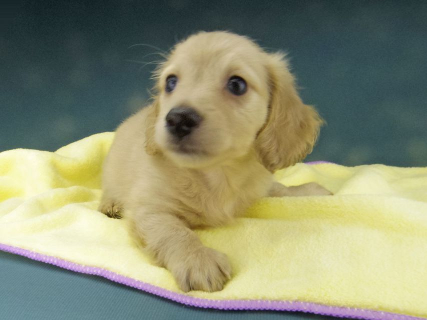 カニンヘン ダックスフンド キュア & スカッシュの子犬 イエロー（クリーム） 男の子