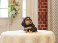 Kaninchen-Dachshund780 Kaninchen-Dachshund780