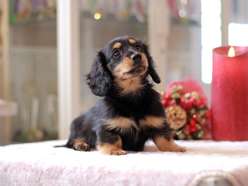 ミニチュアダックスフンド ララ & ボノの子犬 ブラタン 男の子Kaninchen-Dachshund781 ミニチュアダックスフンド ララ & ボノの子犬 ブラタン 男の子