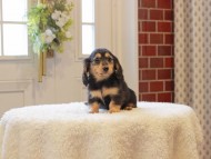 Kaninchen-Dachshund783