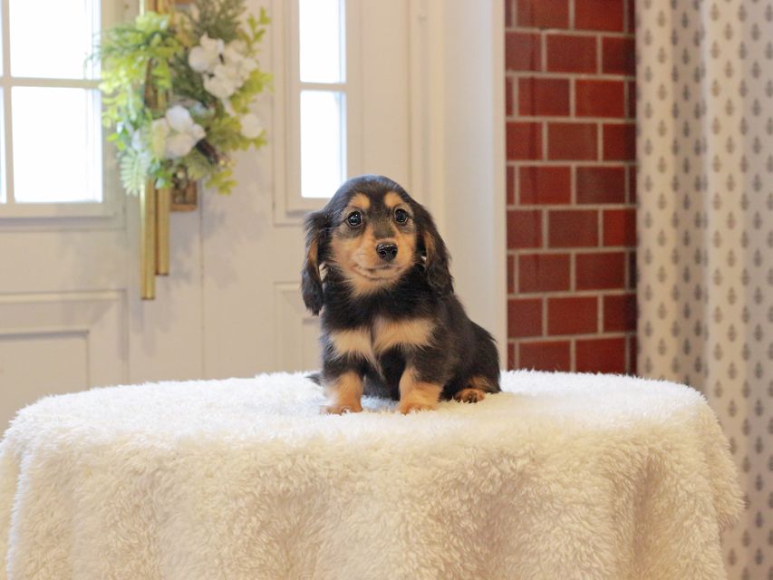 カニンヘン ダックスフンド ジル & ナイトの子犬 ブラックイエロー（ブラッククリーム） 女の子
