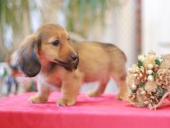 Kaninchen-Dachshund783 Kaninchen-Dachshund783