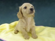 Kaninchen-Dachshund784