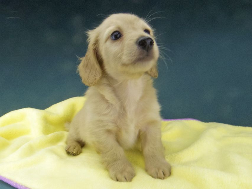 カニンヘン ダックスフンド キュア & スカッシュの子犬 イエロー（クリーム） 男の子