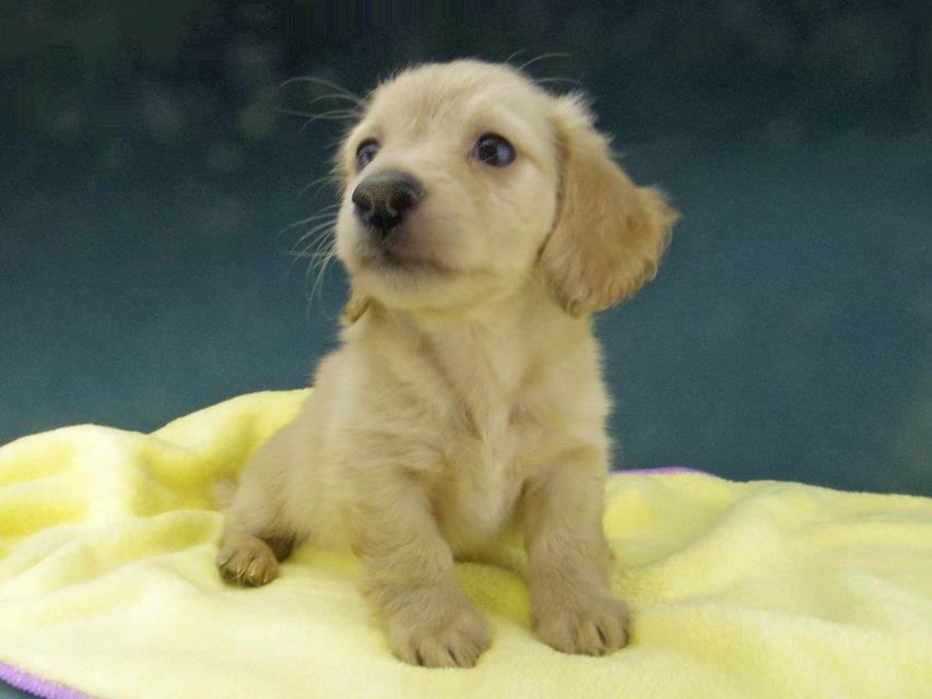 カニンヘン ダックスフンド キュア & スカッシュの子犬 イエロー（クリーム） 男の子