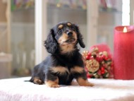 Kaninchen-Dachshund786 Kaninchen-Dachshund786