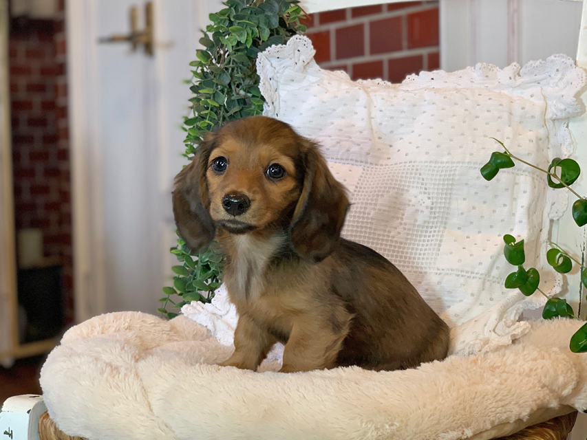 カニンヘン ダックスフンド カノア & ジムダンディの子犬 シェーデットレッド 女の子Kaninchen-Dachshund79 カニンヘン ダックスフンド カノア & ジムダンディの子犬 シェーデットレッド 女の子