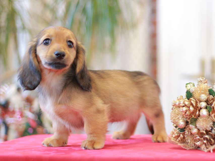 ミニチュア ダックスフンド ローリー & ジェットの子犬 レッド 女の子