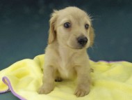 Kaninchen-Dachshund794