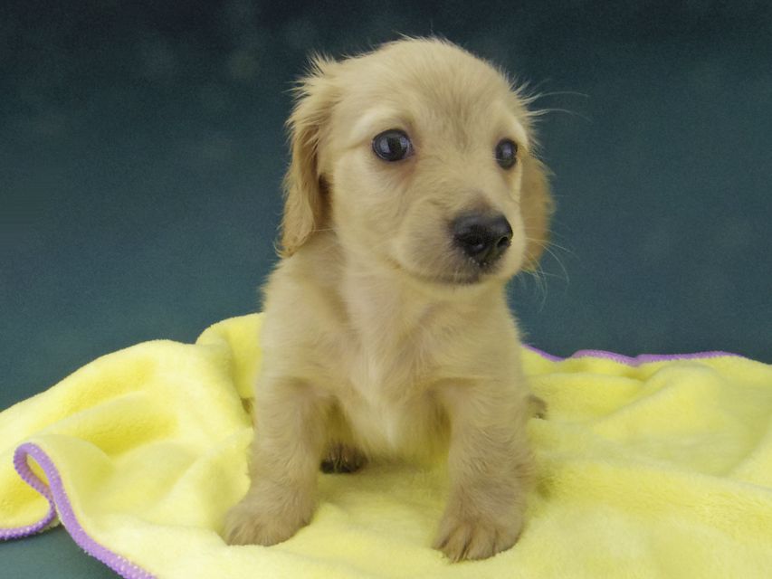 カニンヘン ダックスフンド キュア & スカッシュの子犬 イエロー（クリーム） 男の子