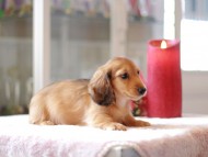 Kaninchen-Dachshund798