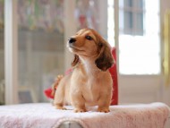 Kaninchen-Dachshund801