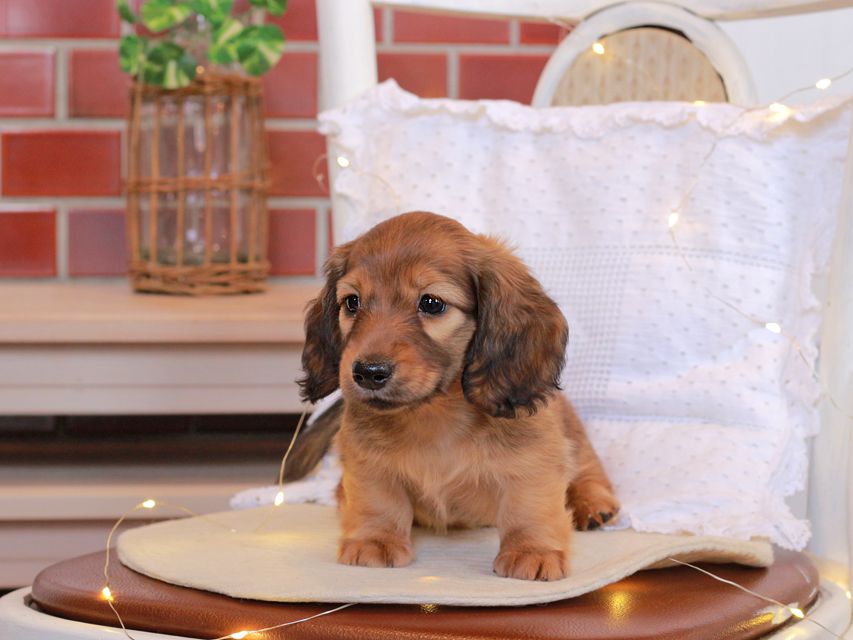カニンヘン ダックスフンド シオン & ロックスの子犬 シェーデットレッド 女の子Kaninchen-Dachshund80 カニンヘン ダックスフンド シオン & ロックスの子犬 シェーデットレッド 女の子