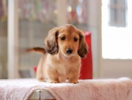 Kaninchen-Dachshund804