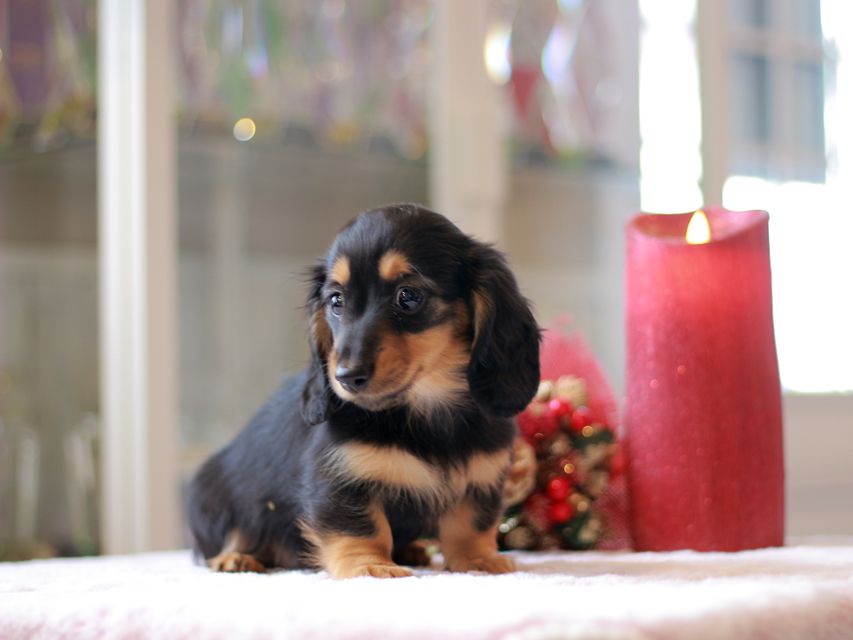 ミニチュアダックスフンド ララ & ボノの子犬 ブラタン 女の子