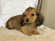 Kaninchen-Dachshund81