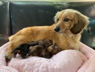 Kaninchen-Dachshund8